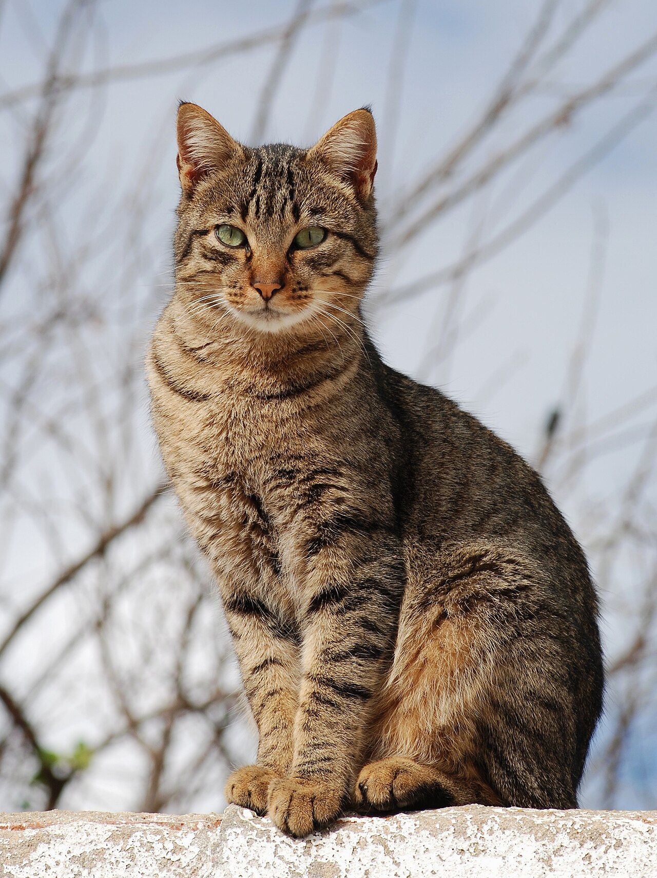 Молодой кот, фото Alvesgaspar, Wikimedia Commons, CC BY-SA 3.0